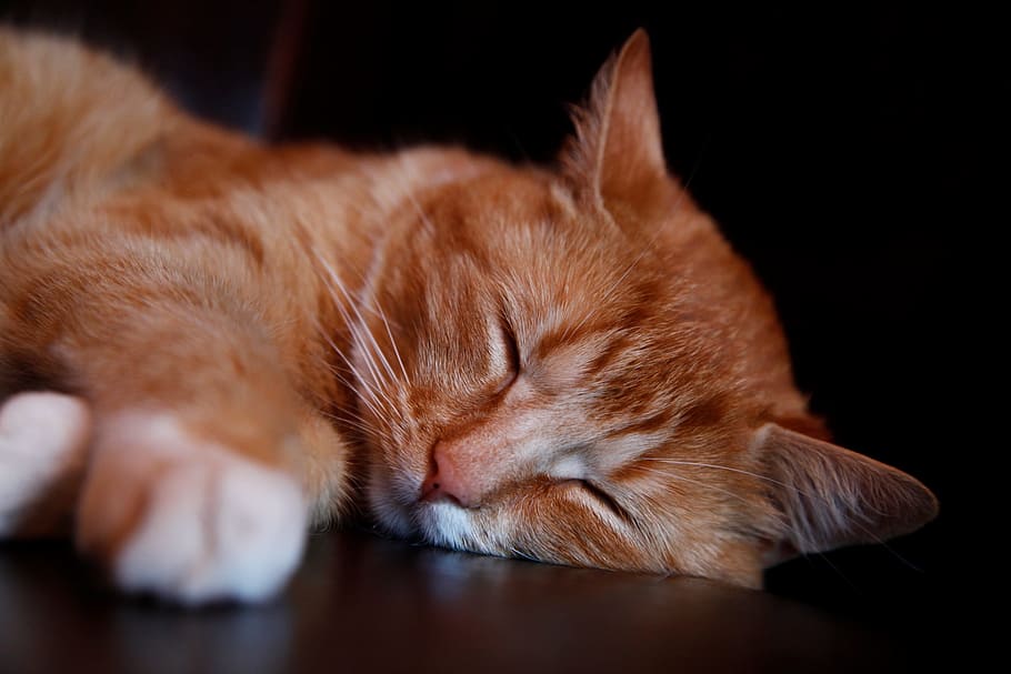 кот, животное, сон, милый, желтый, оранжевый, домашние животные, млекопитающее, животные темы, кошка