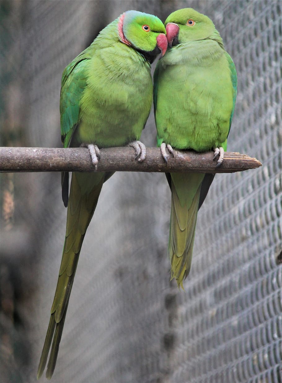 пара, милая, попугаи, птица, природа, любовь, животное, тропический, зеленый, неразлучники