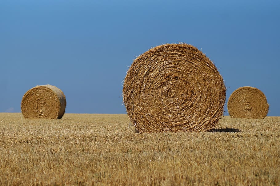 hay bales, straw, agriculture, harvest, hay, field, rural, summer, landscape, sky