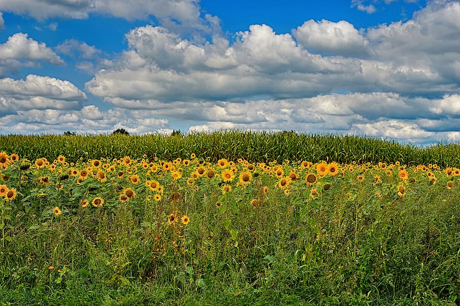 bidang bunga matahari, bunga, kuning, akhir musim panas, alam, mekar, merapatkan, cerah, tanaman berbunga, tanaman