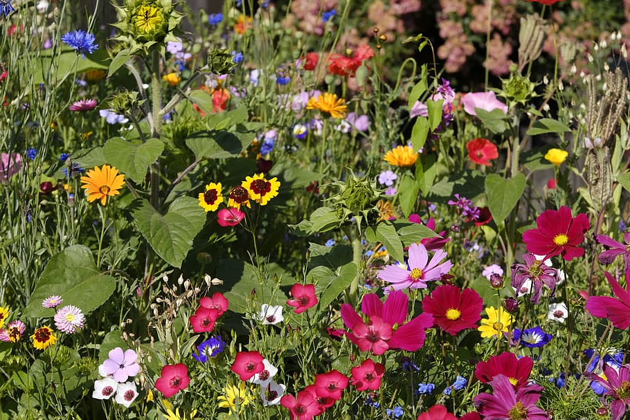 bunga, bunga liar, padang rumput bunga, lebah, mallow, bunga hopper, kosmeen, cornflower, mekar, padang rumput musim panas