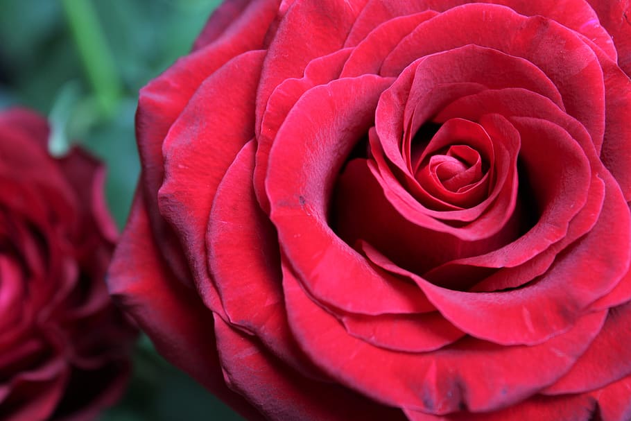red rose, bloem, feeling, roze, roos, beauty, petals, bright, rose, love