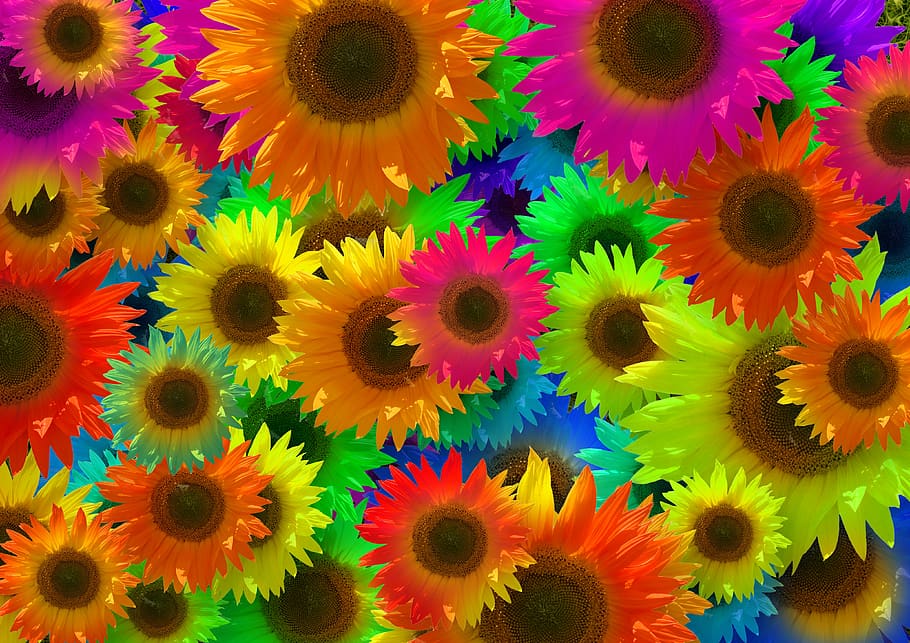 sunflower, colorful, color, art, popart, abstract, flowers, blossom, bloom, wallpaper