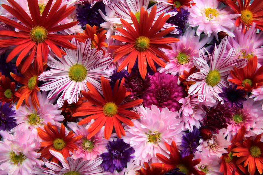 asters, flowers, summer, flora, colorful, plant, birthday, get well soon, chrysanthemums, bouquet