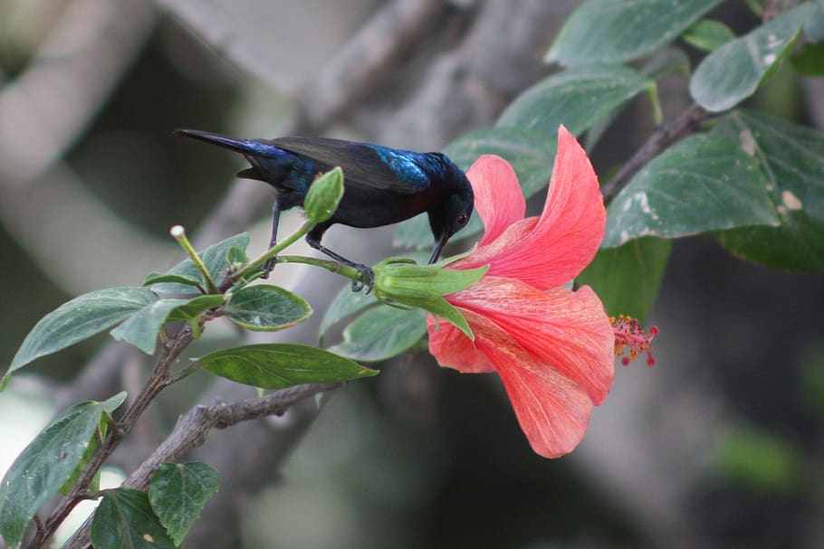 palestina sunbird, pájaros, naturaleza, animal, flores, colorido, cinnyris osea, planta, parte de la planta, hoja