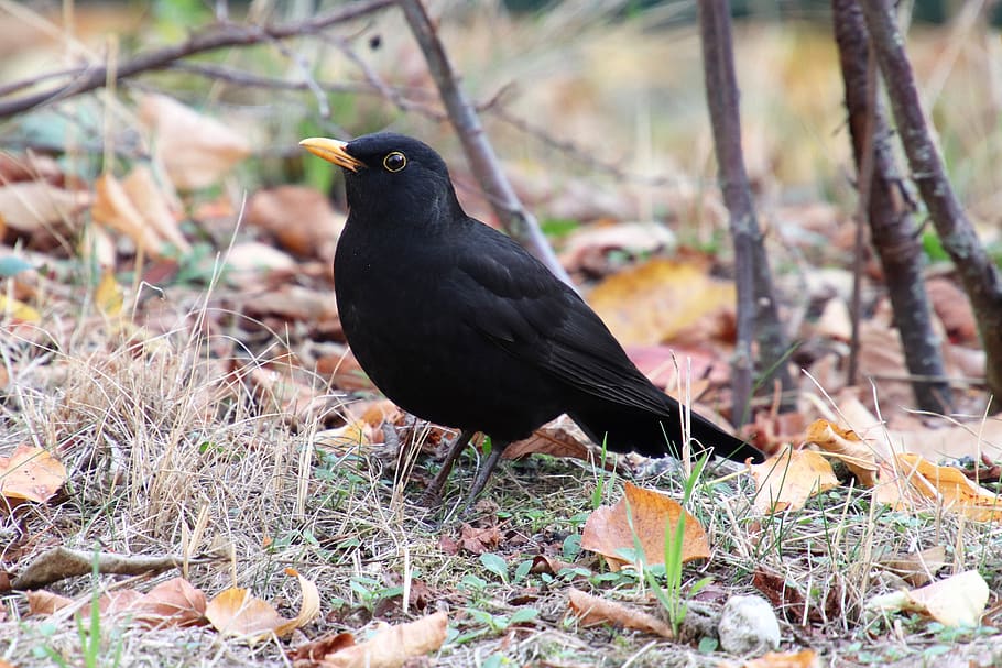 blackbird, true, throttle, turdus merula, songbird, bird, sitting, nature, autumn, autumn mood