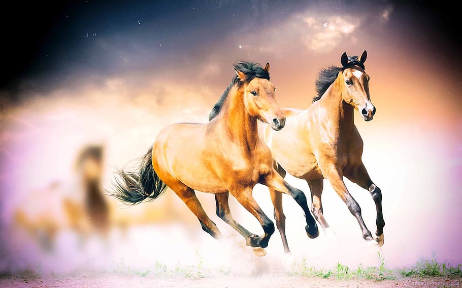 kuda, kuda liar, hewan, liar, kuda jantan, naik, berkuda, surai kuda, berlari, pemenang