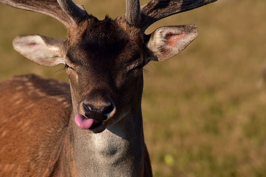fallow deer, bull, hirsch, roe deer, portrait, funny, stick out tongue, tongue, eyes closed, i don't like