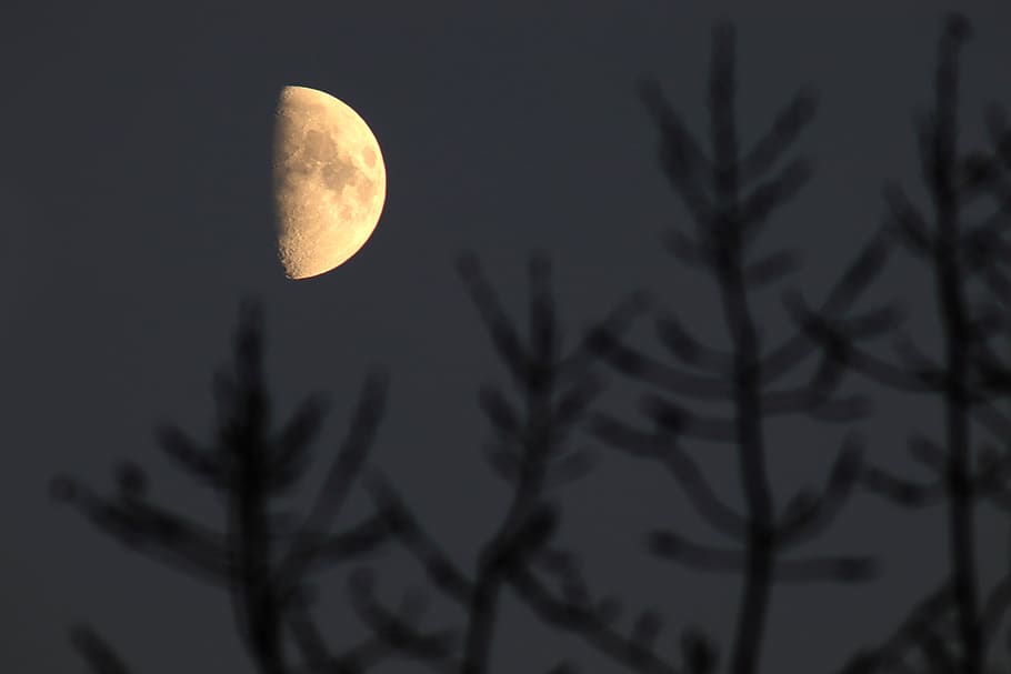 half, moon, night, tree, aesthetic, moonlight, mysterious, atmosphere, sky, mood