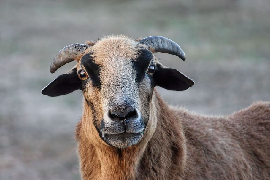 sheep, male, horns, animal, mammal, domestic animals, one animal, livestock, vertebrate, domestic