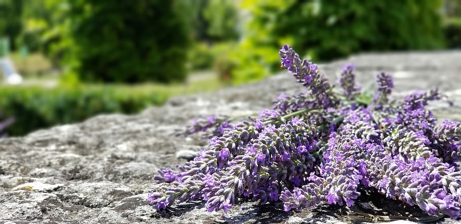 lavender, france, burgundy, purple, nature, plant, garden, fragrance, french, flowers