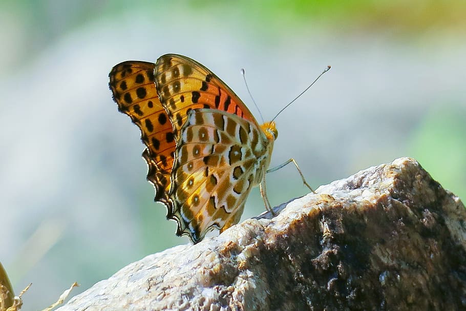 butterfly, natural, summer, beautiful, close-up, yellow, hong kong, outdoor, animal wildlife, animal themes