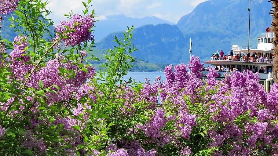 landscape, nature, switzerland, spring, lake, lake lucerne region, weggis, ship, flowers, mountains