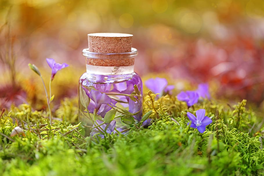 púrpura, magia, poción, hierbas, infusiones, botella, líquido, vidrio, bosque, naturaleza