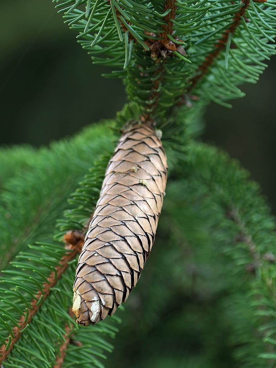 pine cone, tree, pine, coniferous, evergreen, animal themes, one animal, plant, leaf, animal wildlife