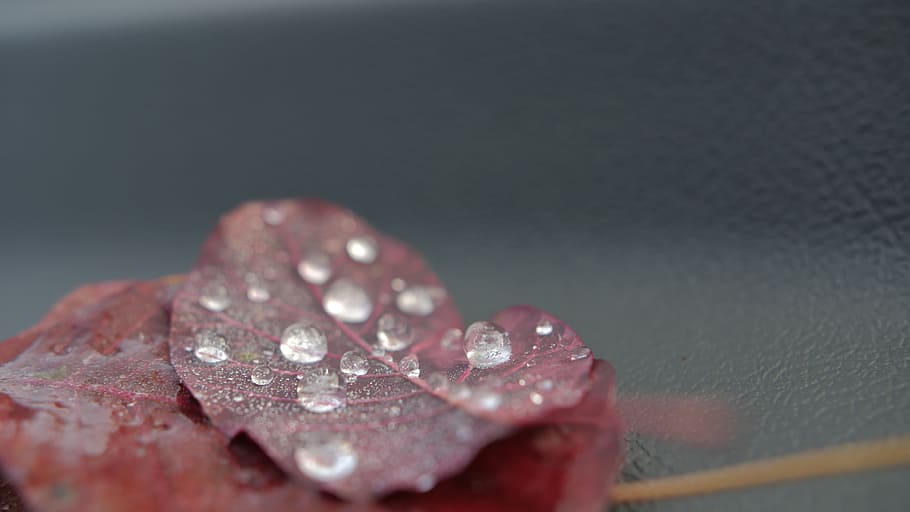 drops, leaf, water, dew, red, nature, drop, selective focus, close-up, wet
