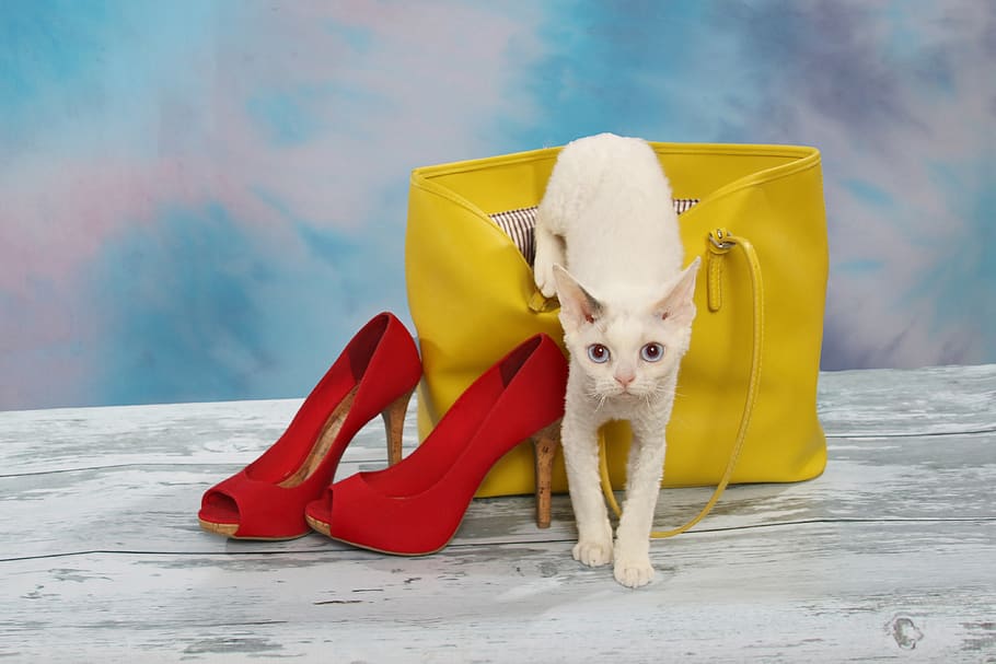 gato rastejando fora da bolsa, gato, bolsa amarela, sapatos vermelhos, gato branco, retrato, mamífero, temas animais, um animal, doméstico