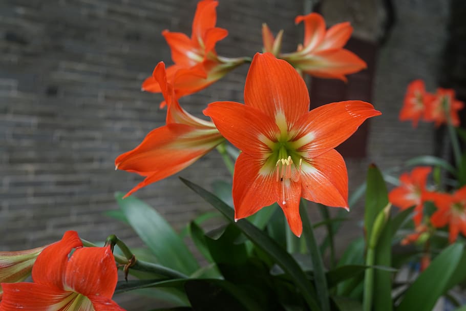 amarilis, flor roja, bulbos de flores de china, agricultura, jardinería,  primavera, flores decorativas, flor de pascua, abril, planta floreciendo |  Pxfuel