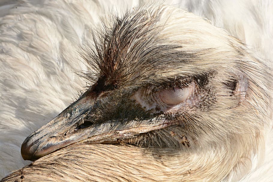 greater rhea, flightless bird, animal, south america, beak, head, eye, feather, plumage, animal themes