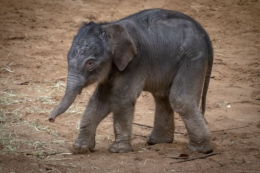 elephant, young animal, baby, pachyderm, baby elephant, animal, proboscis, elephant's child, proboscidea, nature