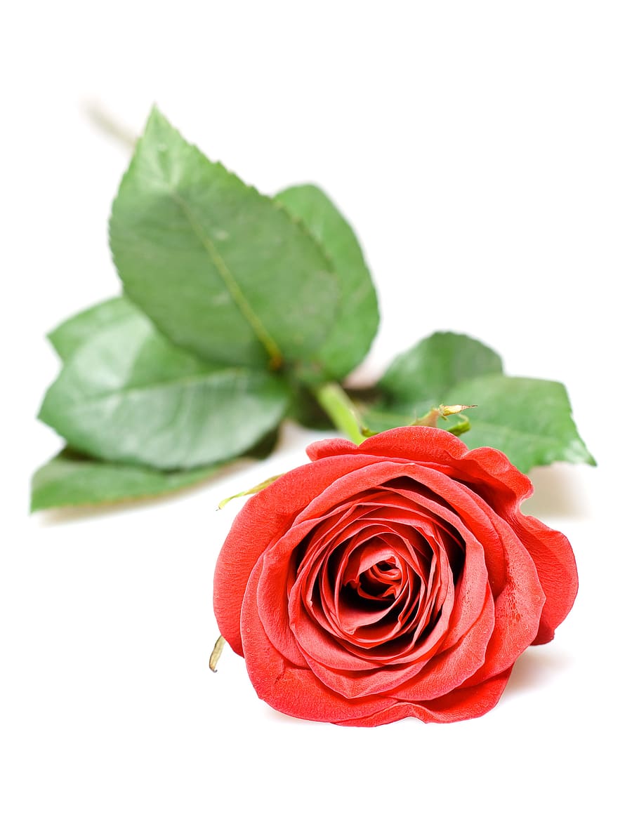 Rosa, rojo, blanco, flores, primer plano, aislado, decoración, brote, nadie, coqueteando