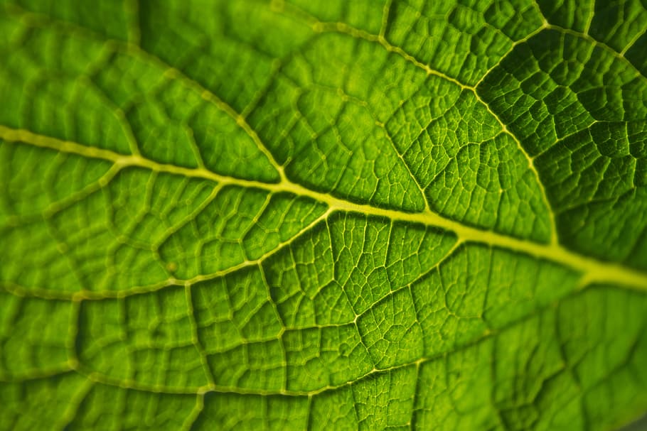 zoom, focus, green, plant, leave, leaf, plant part, green color, backgrounds, full frame