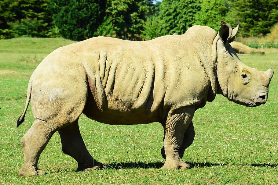 baby white rhino, muddy rhino, rhinoceros, africa, vegetarian, young, wild, horn, close-up, animal themes