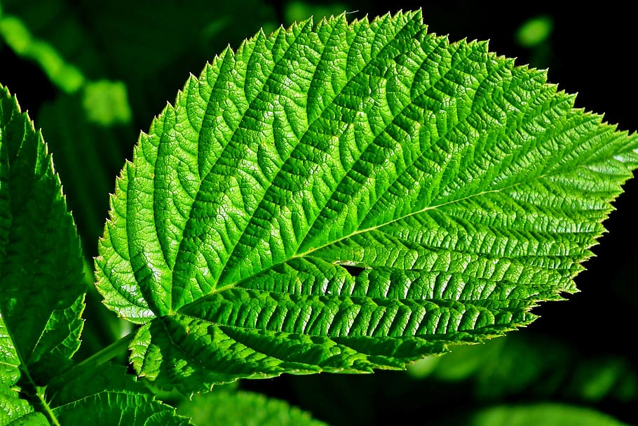leaf, green, malina, nature, summer, garden, macro, pattern, leaves, closeup