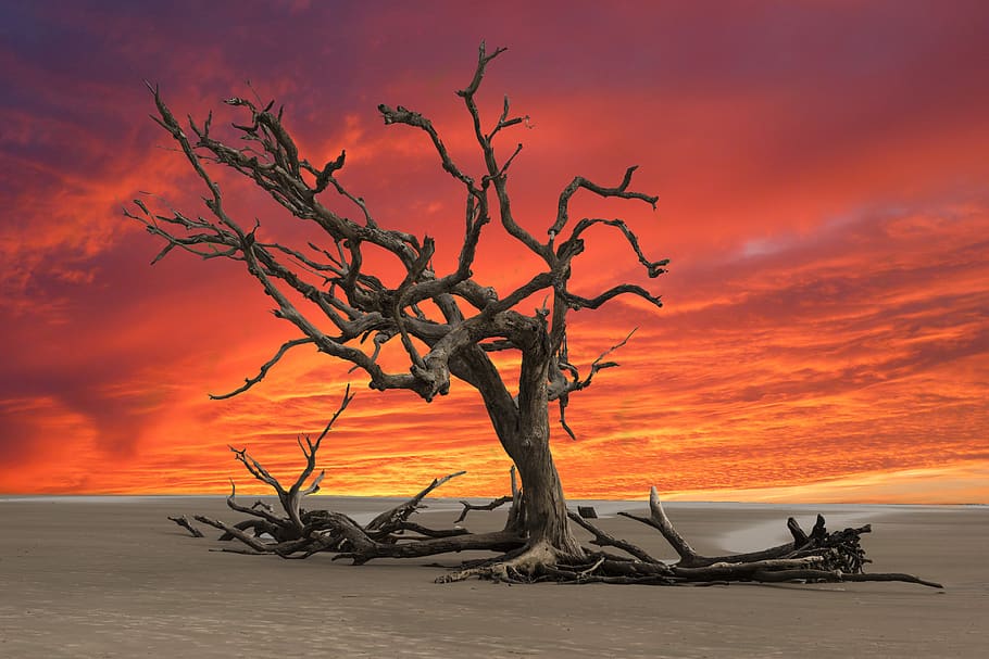 sunset, dead tree, drought, landscape, wasteland, dry, tree, land, sky, beach