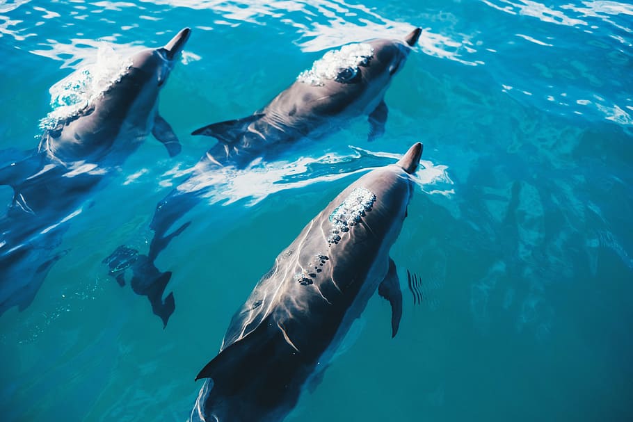 golfinhos, animaisNatureza, embaixo da agua, animais em estado selvagem, temas de animais, vida selvagem animal, animal, mar, água, vida marinha