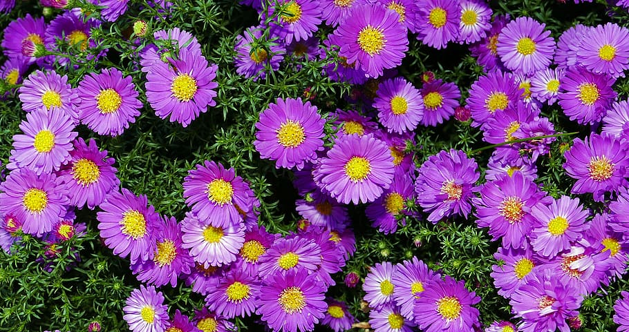 autumn flowers, mini asters, small flowers, carpet of flowers, callistephus chinensis, purple, pink, yellow, autumn, october