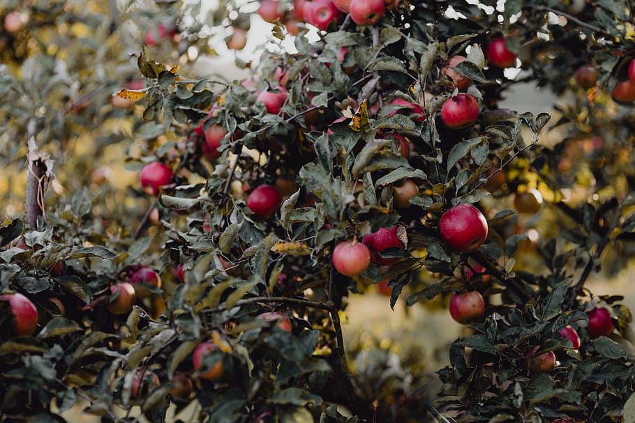 vermelho, maçãs, árvore, jardim, macieira, maçã, maçã vermelha, comida, fruta, comida e bebida