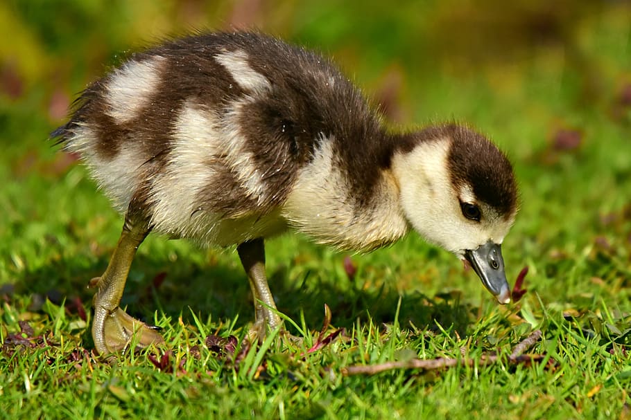 nile goose, water bird, animal, chick, duckling, young, webbed feet, bill, walking, grass