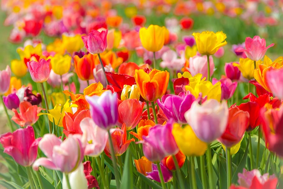 tulips, tulip field, spring, colorful, color, spring flower, flower, flowering plant, plant, beauty in nature