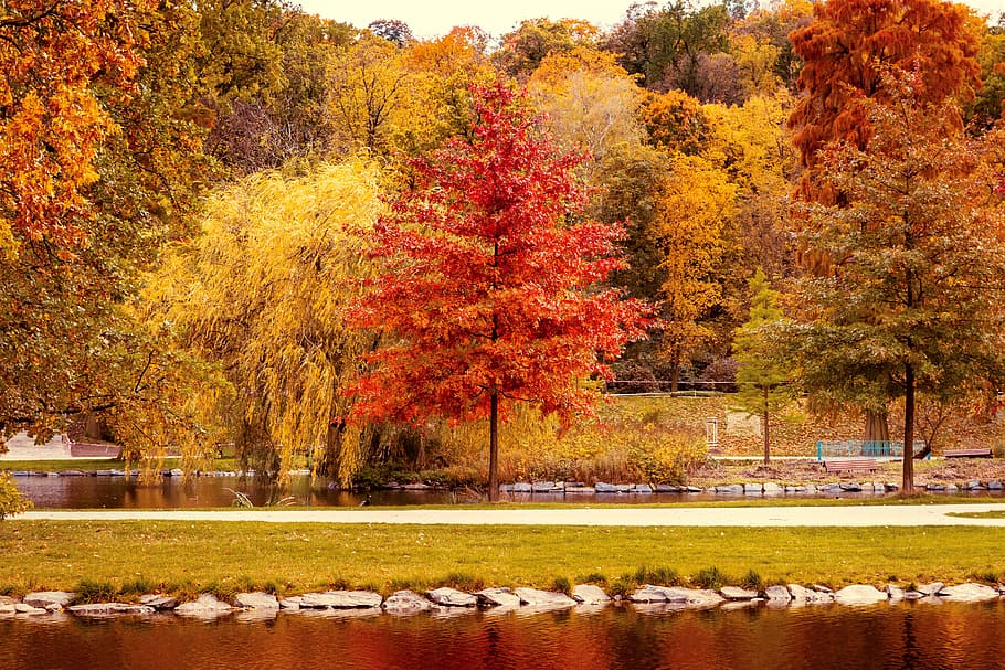 cores do outono, árvore, outono, plantar, mudar, natureza, beleza na natureza, cor laranja, animal, parque