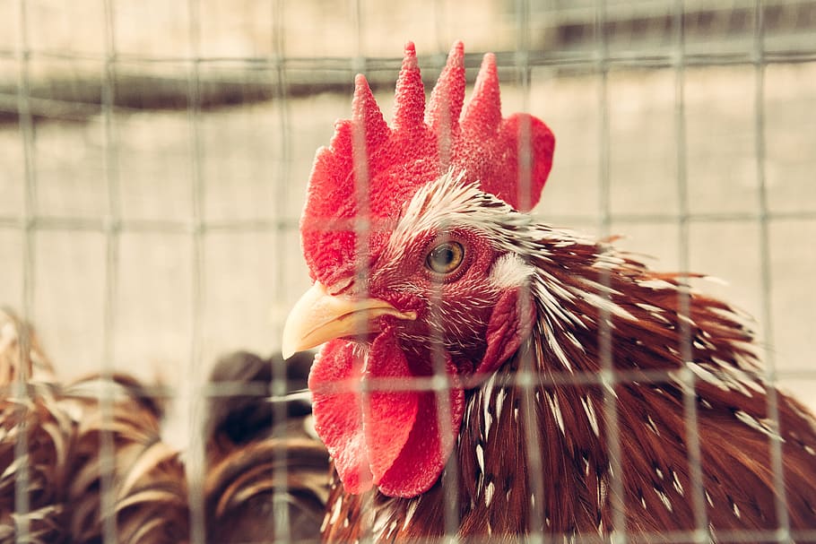 chicken, cage, farm, animal, bird, close up, hen, cock, cockerel, livestock