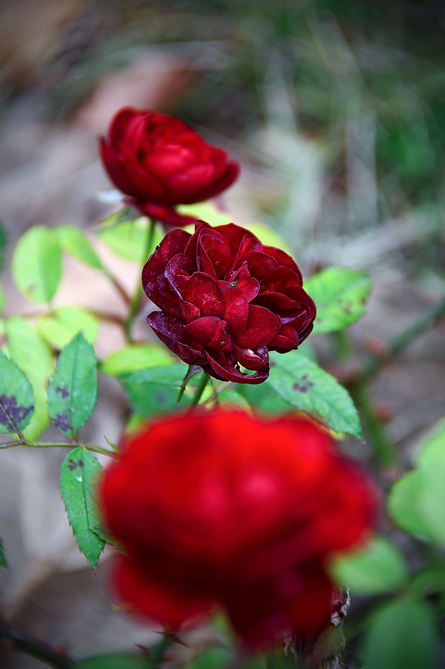 red, rose, love, romanticism, flower, autumn rose, beauty, red rose, scent, petals