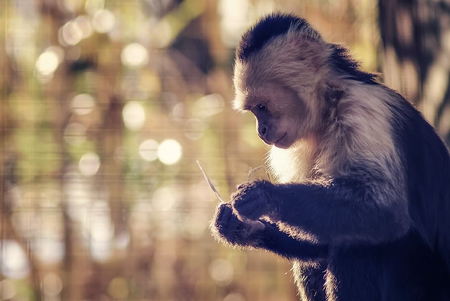 обезьяна, настроение, зоопарк, размышлять, думать, учиться, сидеть, тихо, по-прежнему, природа