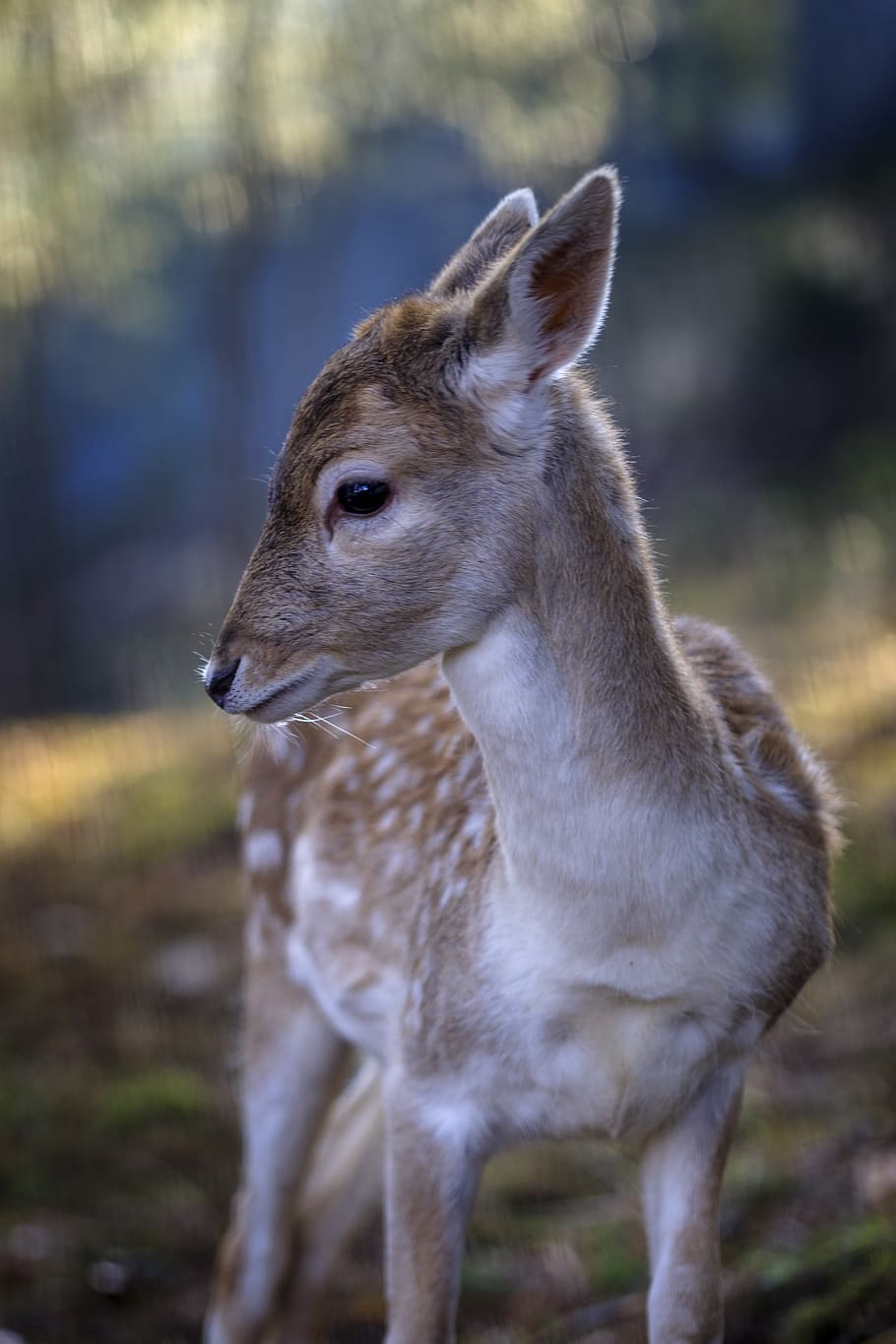 rudolph, fawn, deer, wild, nature, animal, forest, cute, baby, portrait