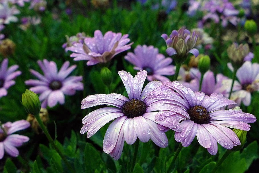 ground, cover, purple, african daisies, -, annual, native, south, africa., also