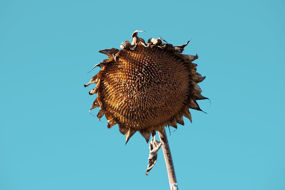 sunflower, withered, flower, faded, transient, plant, dry, autumn, animal wildlife, animal