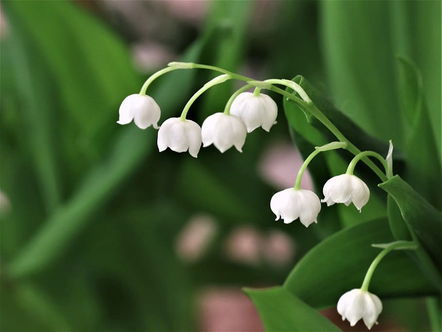 lilies of the valley, spring, lily of the valley, white, bloom, nature, aroma, plants, green, flowers