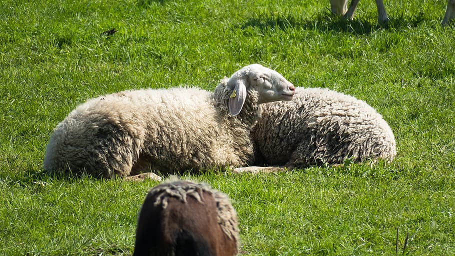 domba, istirahat, masalah, tidur, bersantai, padang rumput, hewan, ternak, pertanian, rumput