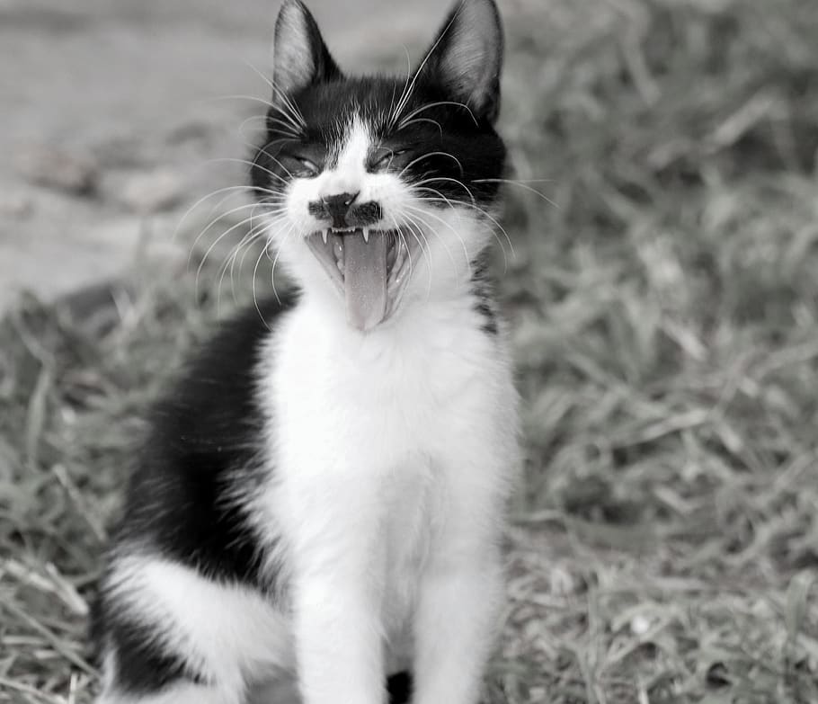 cat, yawn, tooth, pet, domestic cat, tired, cute, cat tongue, kitten, cats maul