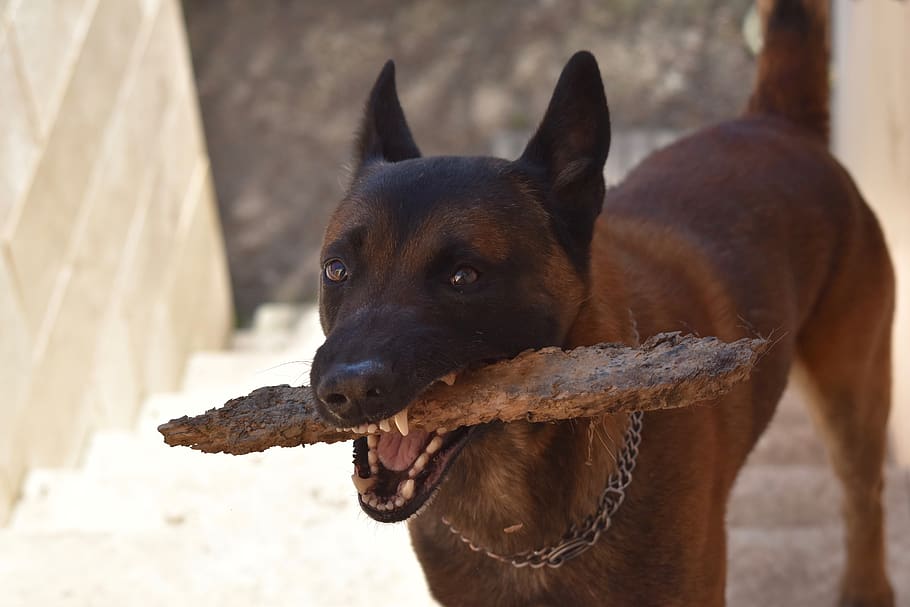 dog-dog-malinois-dog-gabin-jaw-powerful.jpg