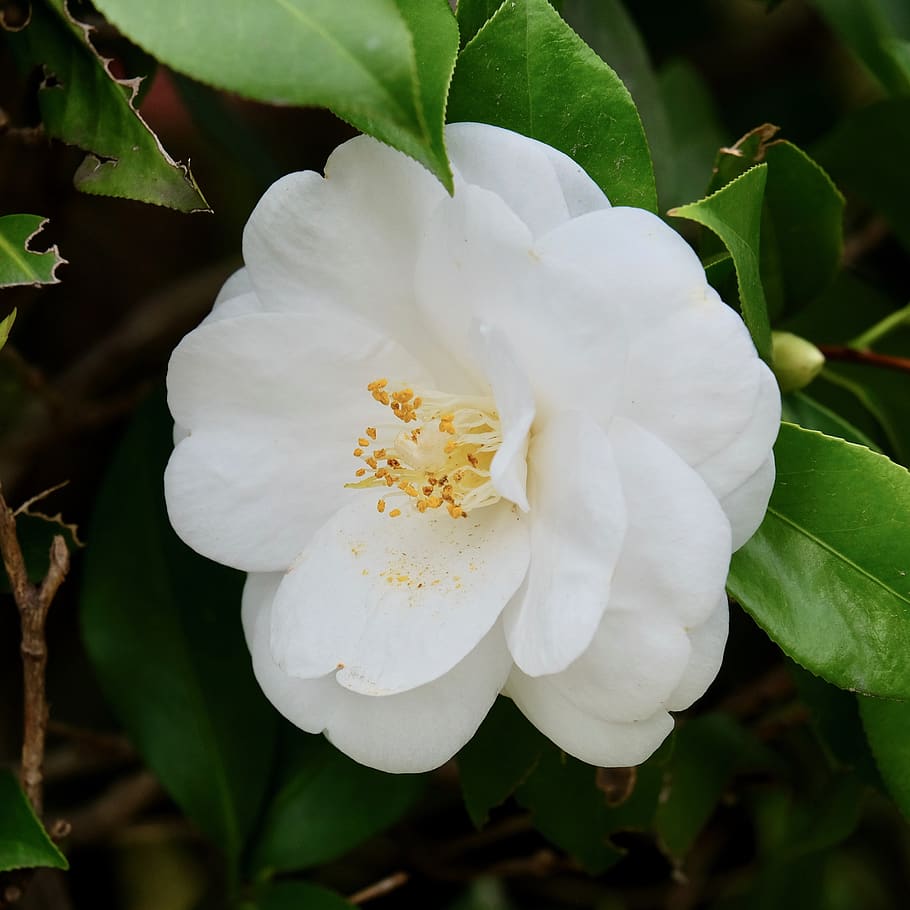 flower, white, camellia, spring, pure, flowering plant, beauty in nature, growth, plant, vulnerability