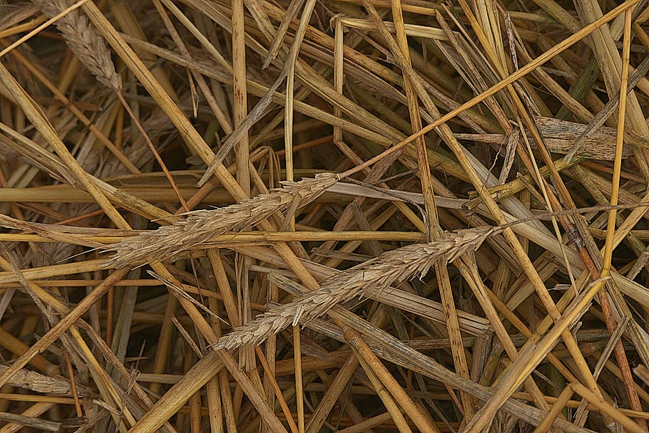 straws, spike, threshed, harvested, cornfield, wheat, grain, straw, agriculture, arable