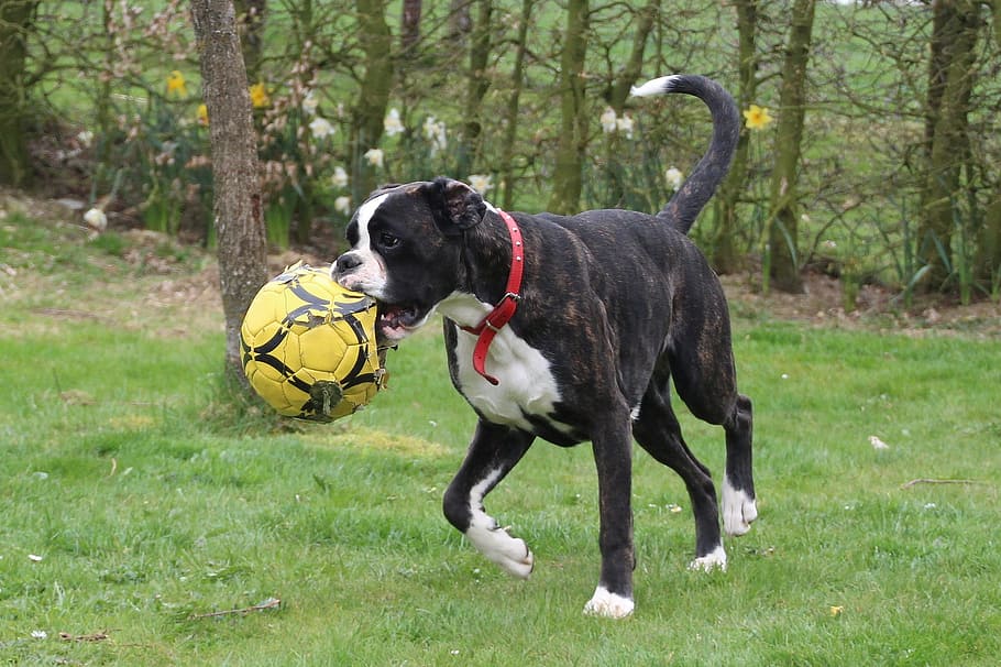 dog, boxer, ball, yellow, playing, animal, pet, loyal, friend, grass