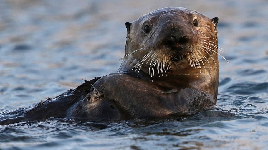 sea otter, swimming, floating, water, marine, fur, wildlife, nature, cute,  animal | Pxfuel