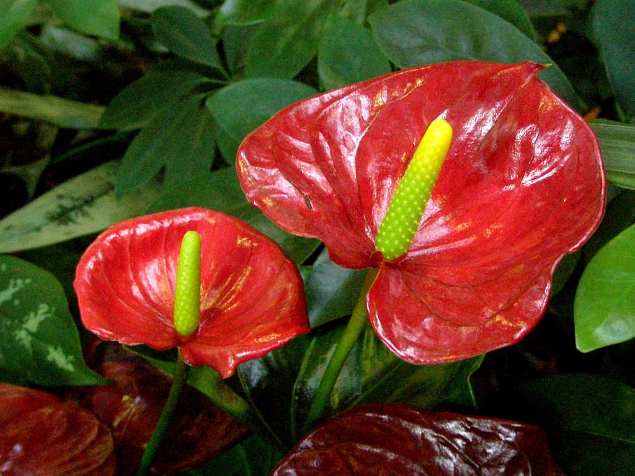 anturio, -, rojo, floraciones, flor, tropical, flwoers, frescura, planta, primer plano